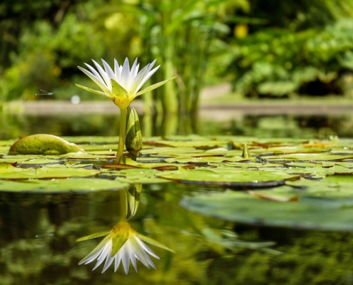 Eine blühende Wasserpflanze auf einem See