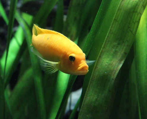 Fisch zwischen Wasserpflanzen
